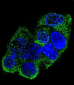 COL8A2 Antibody (C-term)
